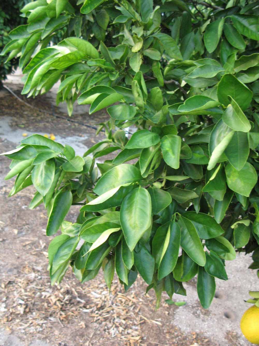            Sun leaves (Winter Haven, FL)   